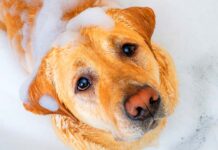 how often can you bathe a lab
