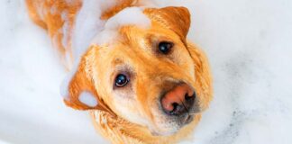 how often can you bathe a lab