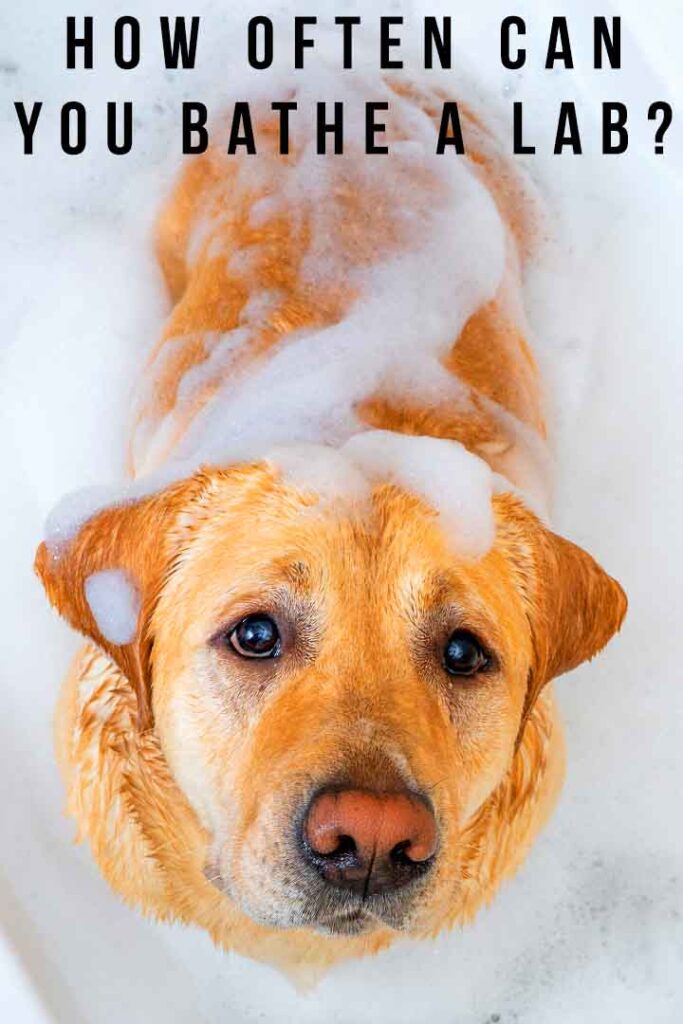 how often can you bathe a lab