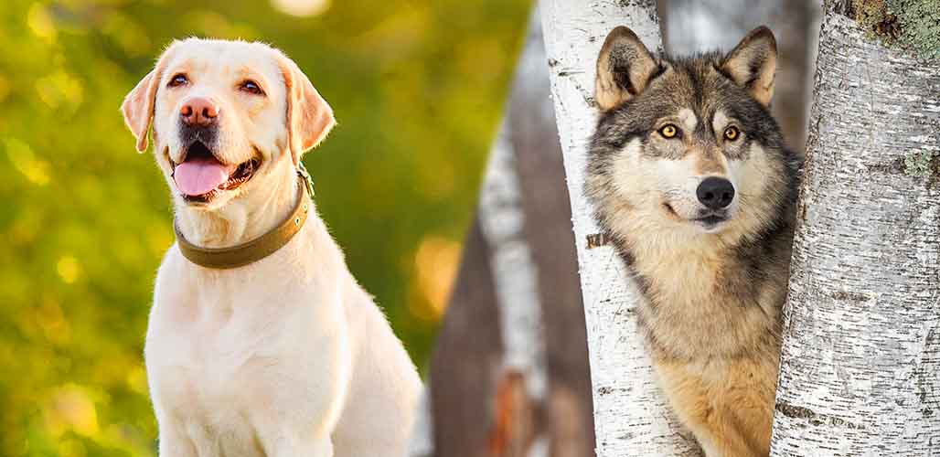 Labrador Wolf Mix The Complete Guide To A Wild Cross