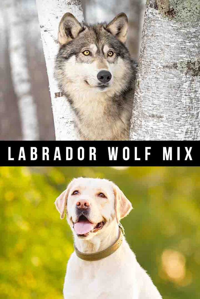 labrador wolf mix