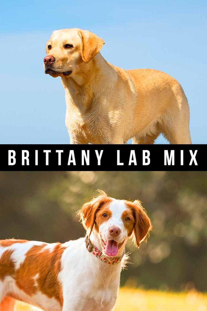 brittany lab mix