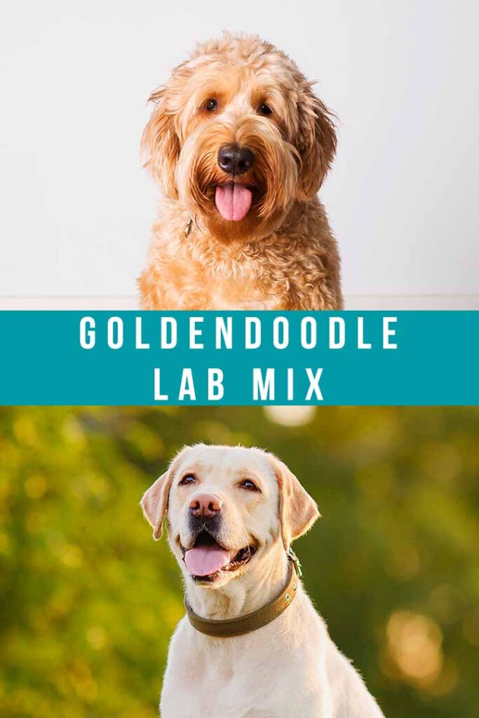 goldendoodle lab mix