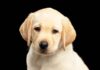 blonde labrador