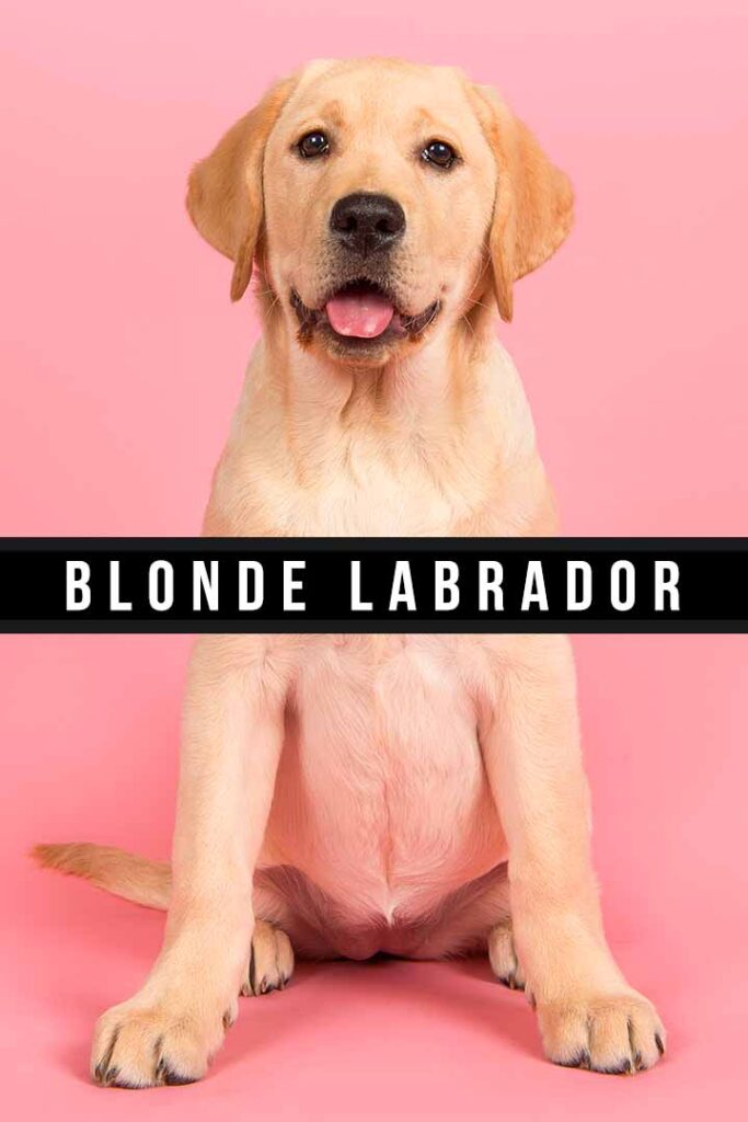 blonde labrador