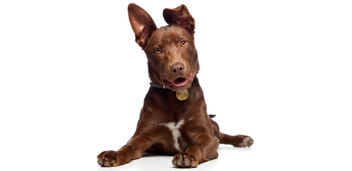 kelpie lab mix