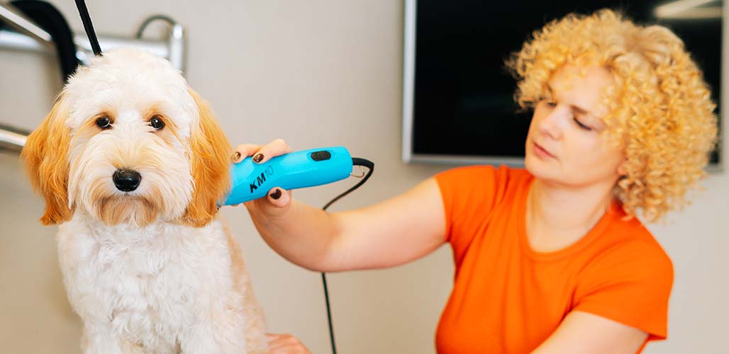 how often should i groom my labradoodle