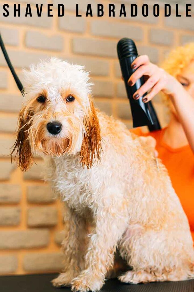 shaved labradoodle