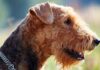 airedale terrier