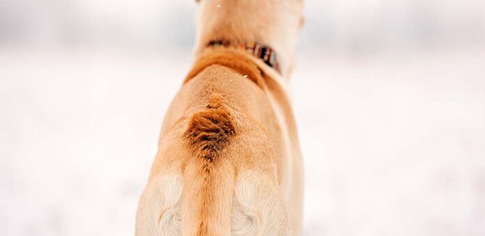 labrador hackles