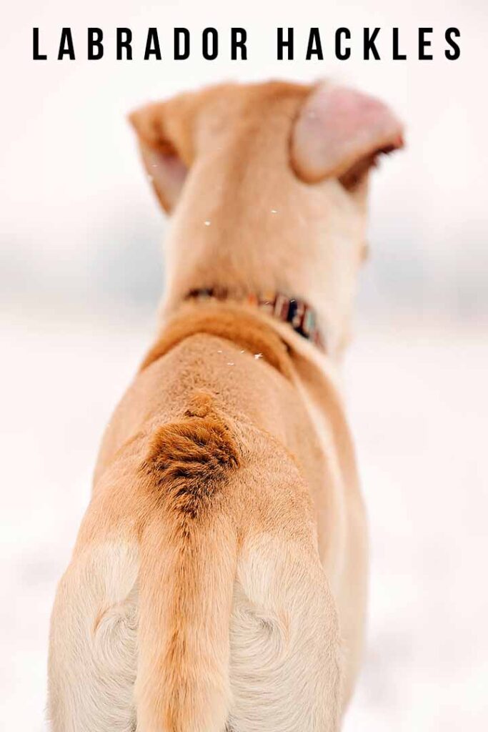 labrador hackles