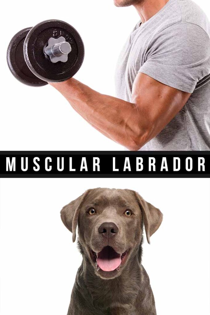 muscular labrador