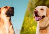 black mouth cur lab mix