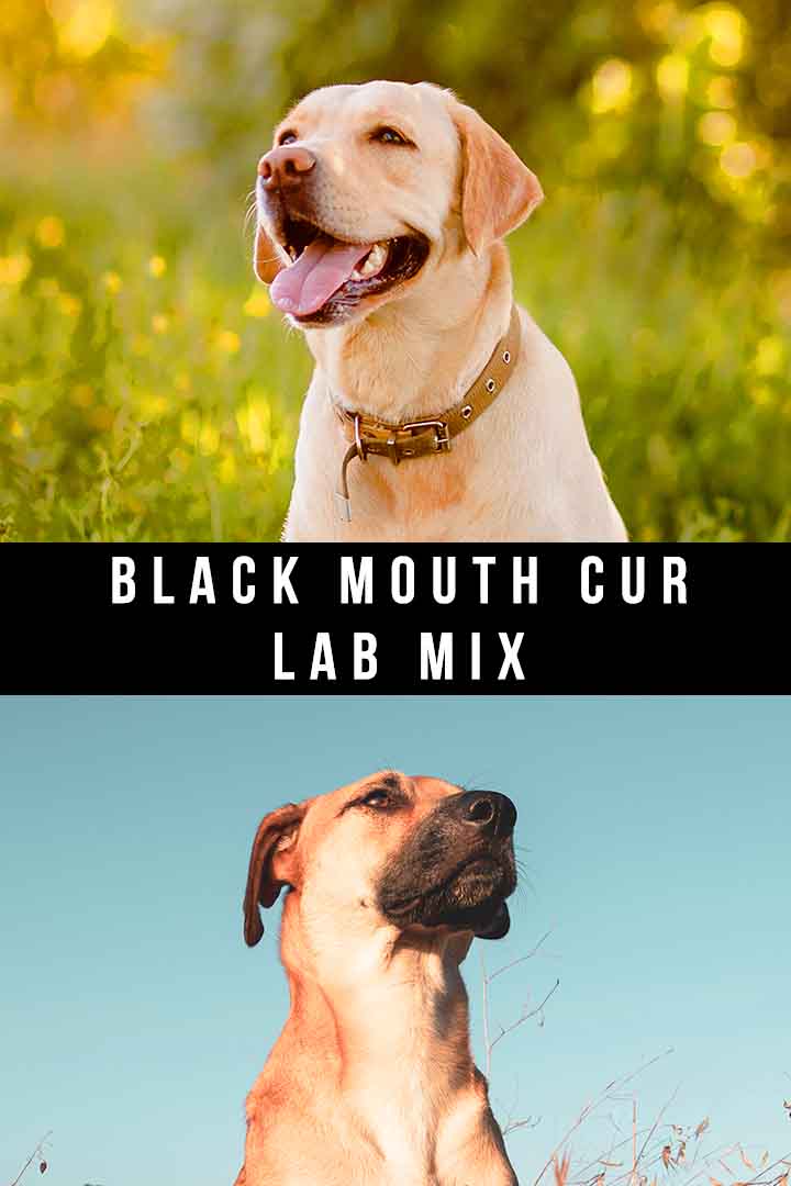 Black Mouth Cur Lab Mix What Should You Expect?