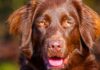 lab setter mix
