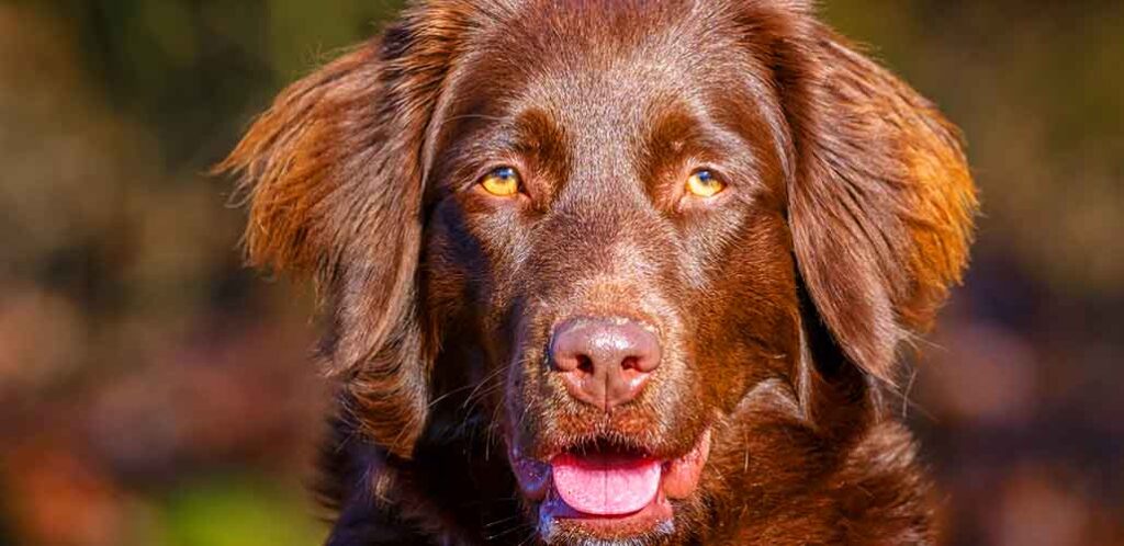 lab setter mix