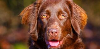 lab setter mix