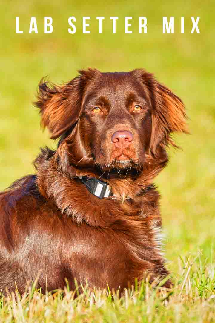 Lab Setter Mix The Complete Guide To Your Irish Setter Lab Mix