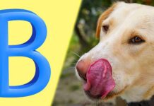 dog names that start with b