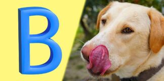 dog names that start with b