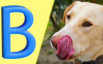 dog names that start with b