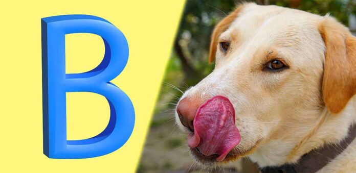 dog names that start with b