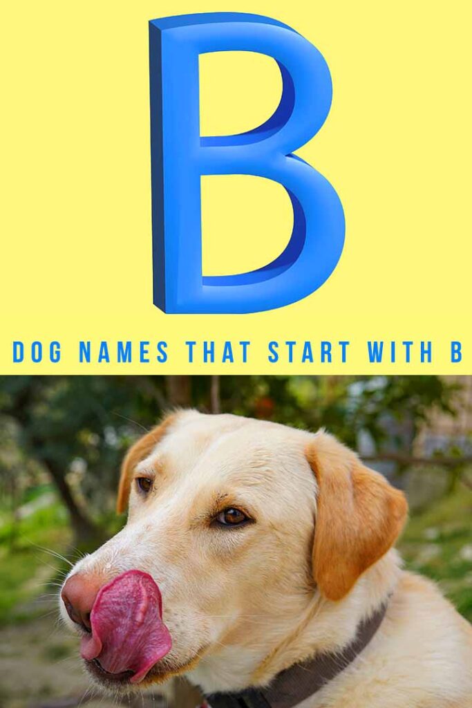 dog names that start with b