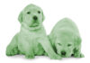 green labrador