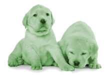 green labrador