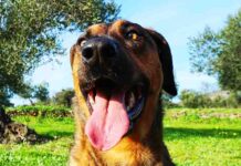 labrador malinois mix