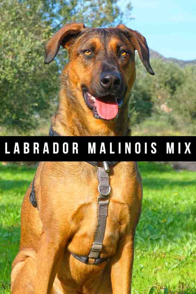 labrador malinois mix