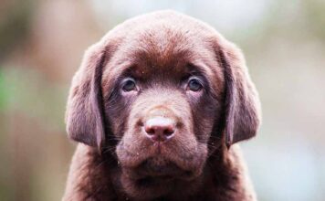 dog names that start with g