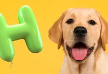 dog names that start with h