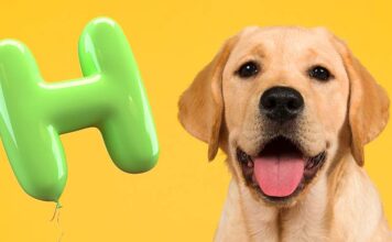 dog names that start with h