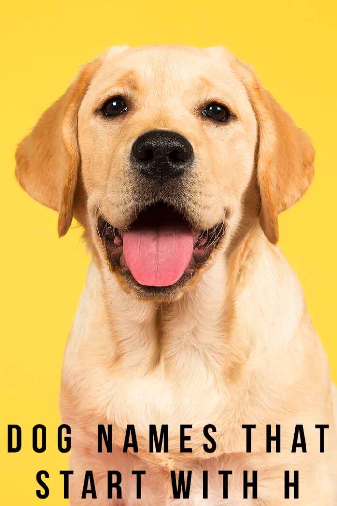 Dog Names That Start With H 200 Cute And Unique Ideas dog-names-that-start-with-h-200-cute-and-unique-ideas