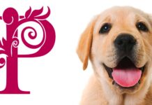 Male Dog Names - 150 Brilliant Boy Puppy Name Ideas Male Dog Names - 150 Brilliant Boy Puppy Name Ideas