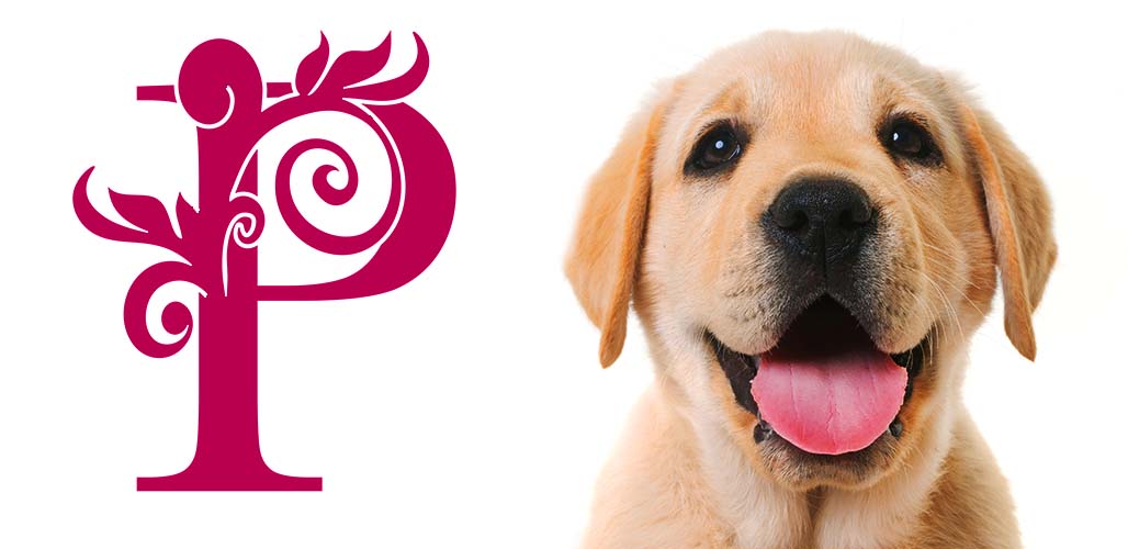 Dogs name with pic discount