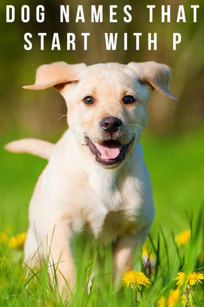Dog Names That Start With P - Over 200 Creative, Unique Ideas Dog Names That Start With P - Over 200 Creative, Unique Ideas