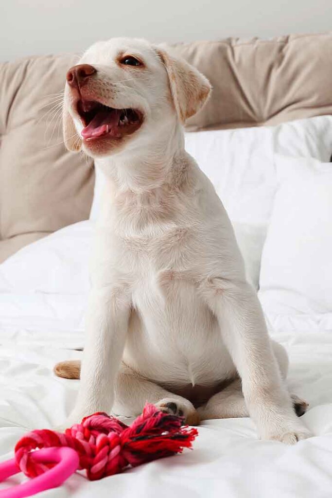 cute labrador puppy needs a name