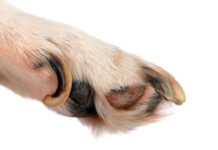 dog nail split vertically