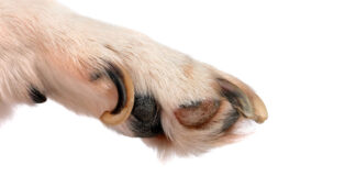 dog nail split vertically