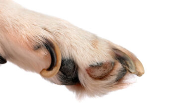 dog nail split vertically