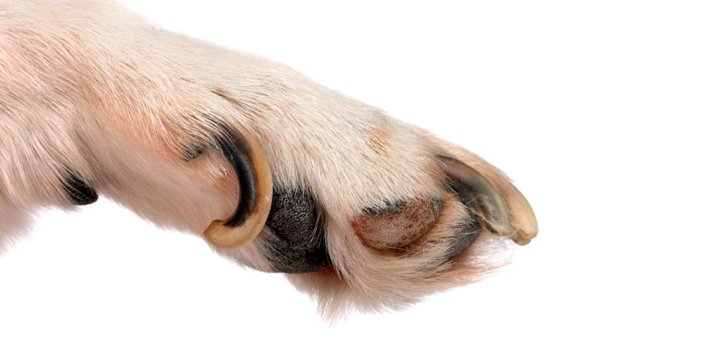 What To Do With A Dog Nail Split Vertically