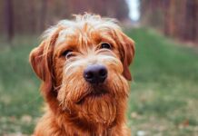 f1 labradoodle