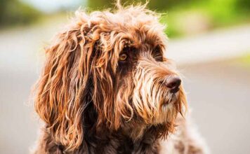 f2 labradoodle