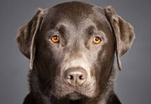 grey lab