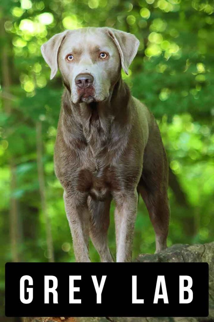 grey lab