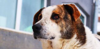 st bernard lab mix