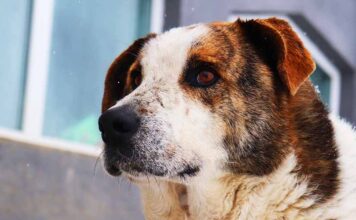 st bernard lab mix