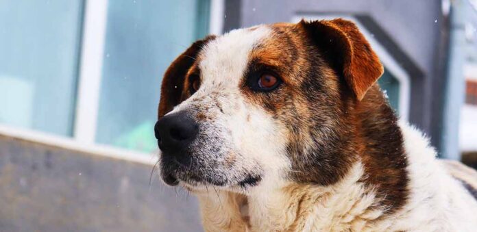 st bernard lab mix